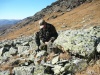 Северные олени вновь попали в фотоловушку в Алтайском заповеднике